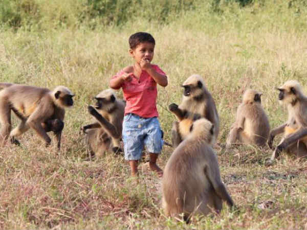  மற்றவர்களை விரட்டும் குரங்குகள் 