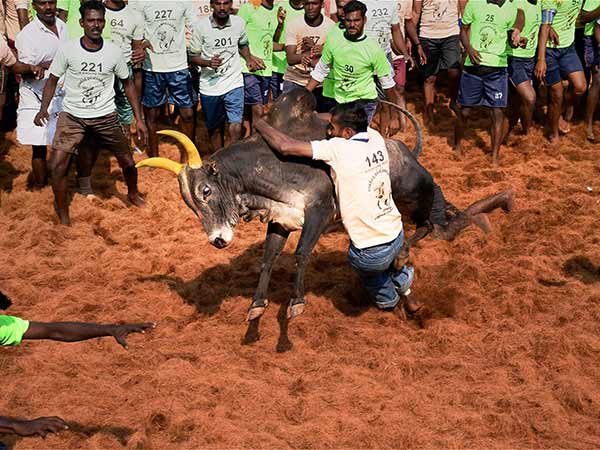 ஜல்லிக்கட்டு போட்டிகள் 