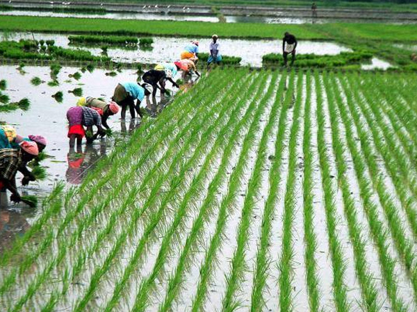 குறைந்தபட்ச ஆதாரவிலை உயர்வு 