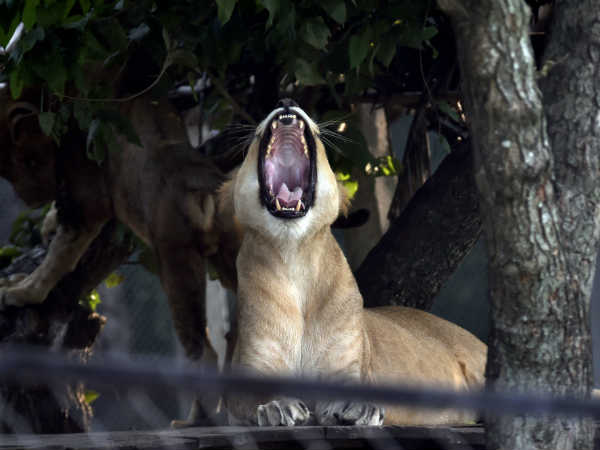 தணிக்கை தீவிரம் 
