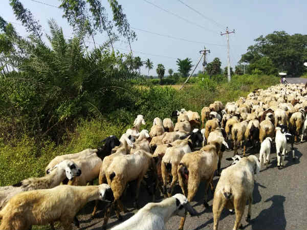 Exploring Odhisha, travel series - 12