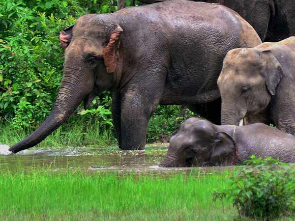 விளை நிலங்கள் சேதம் 