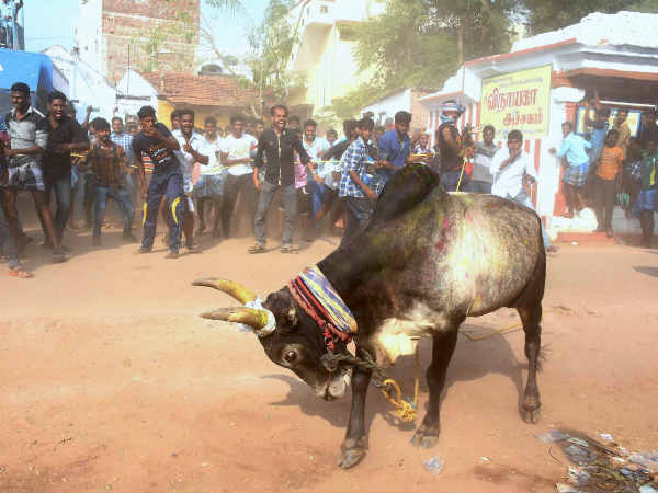 காளைகளுக்கு சான்றிதழ் 