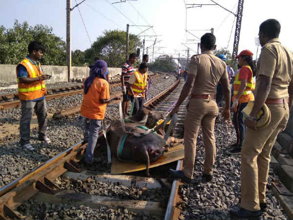 2 Buffaloes died in railway track 2 Buffaloes died in railway track