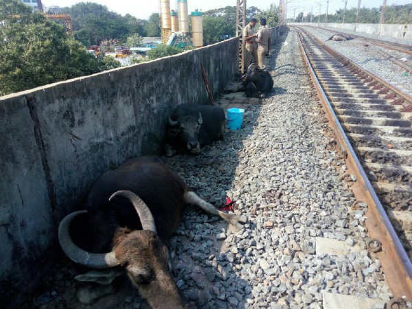 2 Buffaloes died in railway track 2 Buffaloes died in railway track