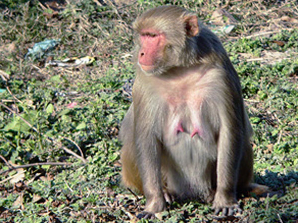 குரங்குகளால் பெண் மரணம் 