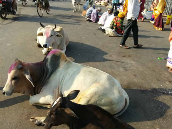 Exploring Odhisha, travel series - 19