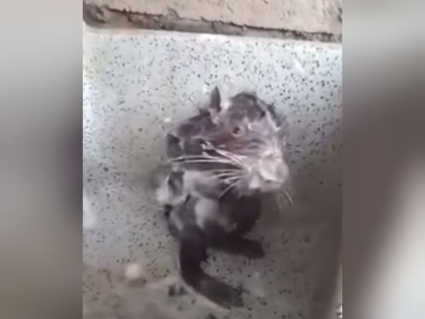 வைரலாகும் வீடியோ வைரலாகும் வீடியோ