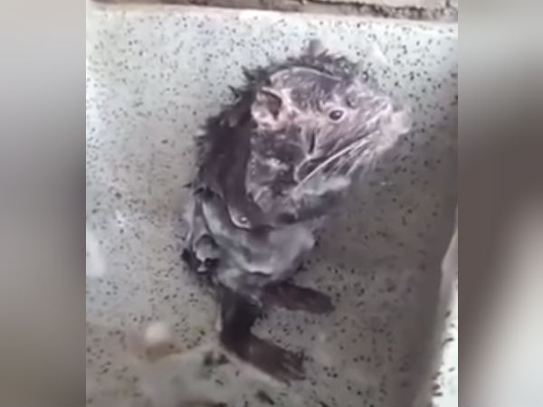 குளித்த எலி குளித்த எலி