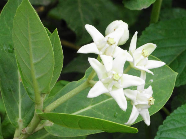 தொழுநோய் போக்கும் சூரிய சப்தமி (ரத ஸப்தமி):