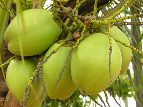 ஆரோக்கியம் பேணுவோம் 