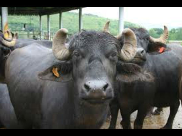 எருமை மாடுகள் 