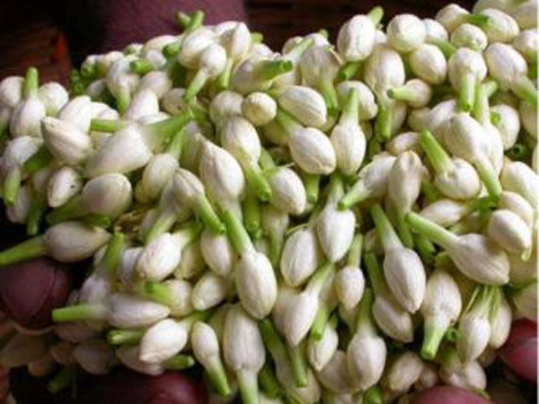 மணக்க மணக்க மல்லிகைப்பூ