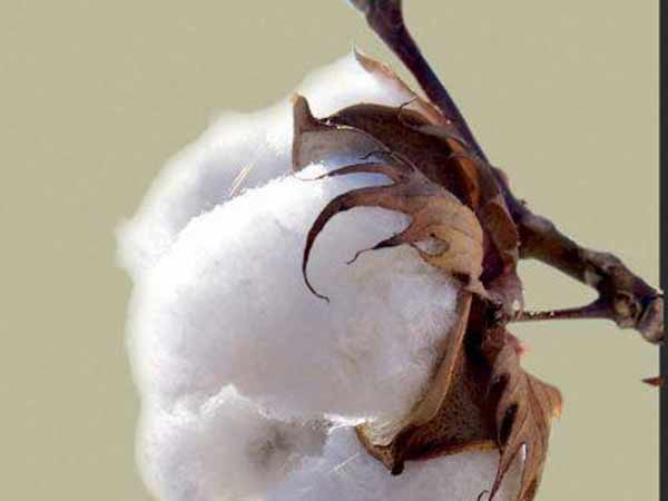 விவசாயிகள் தற்கொலை 