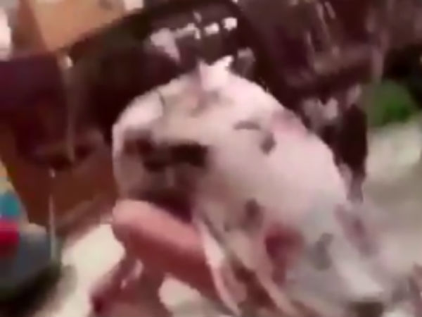 சக்தி வாய்ந்த துப்பாக்கி 