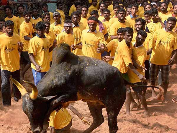 காளைகள் துன்புறுத்தப்படுகின்றன 