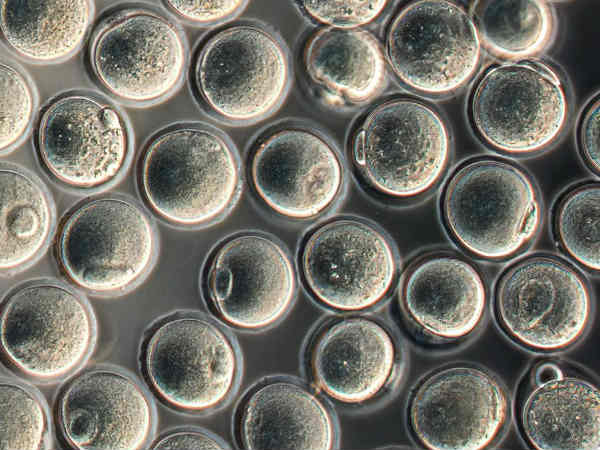 வெற்றி வெற்றி 