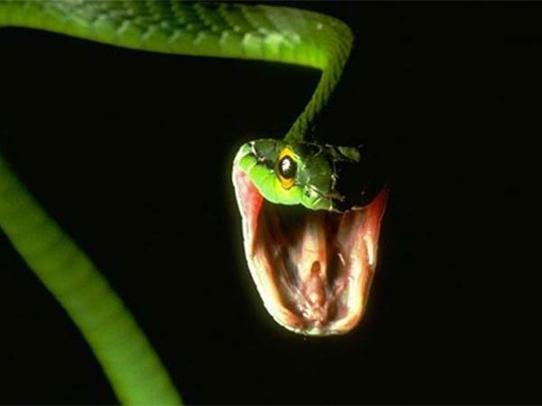 பாம்பு கடித்தால் லாபம் 