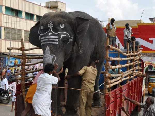 நாயும் குரங்கம் சண்டை 