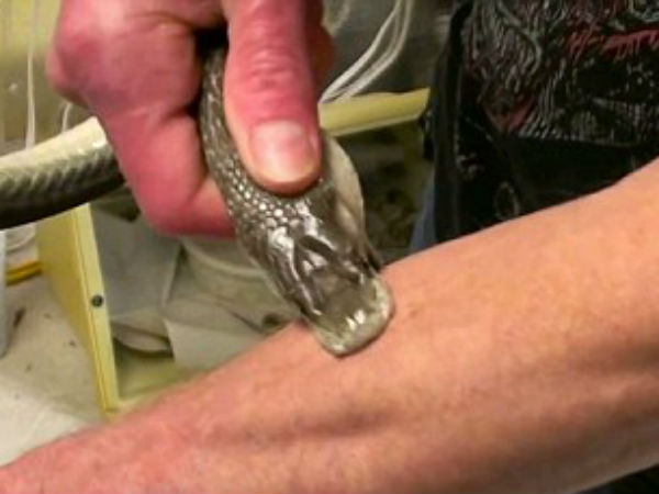 பாம்பு கடியால் மரணம் 