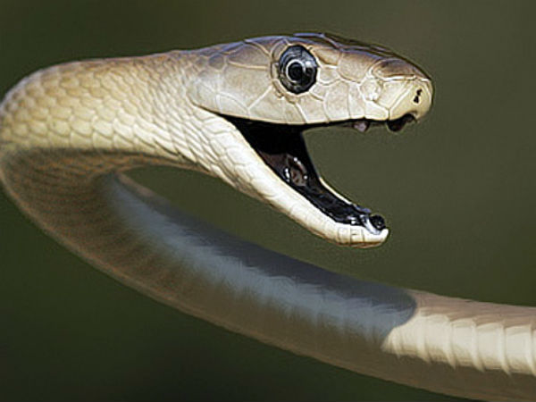 விஷம் பற்றிய விழிப்புணர்வு 