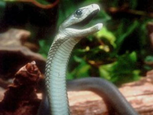 பாம்பு பற்றி டிப்ஸ் 