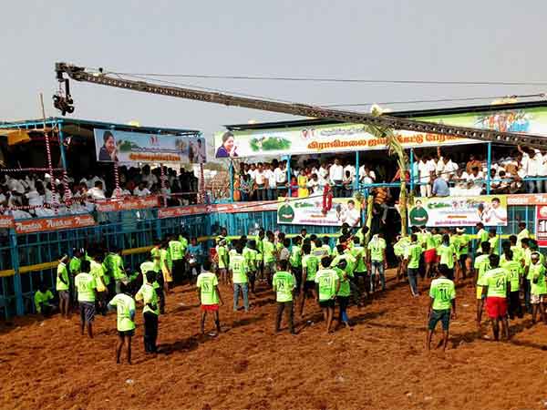 Jallikattu conducts in Viralimalai 