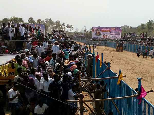 Jallikattu conducts in Viralimalai 
