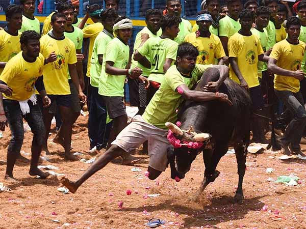 Jallikattu conducts in Viralimalai 