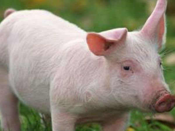 ஆரோக்கியமாக...