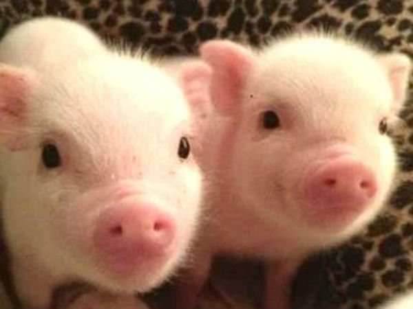 விஞ்ஞானிகள் மகிழ்ச்சி...