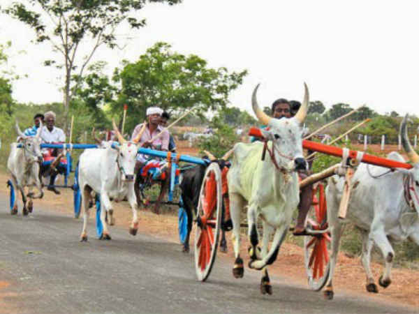 Mylapore Kabali Rishaba Vahanam Mylapore Kapaleeswarar Temple Panguni Festival Mylapore Kabali Rishaba Vahanam Mylapore Kapaleeswarar Temple Panguni Festival