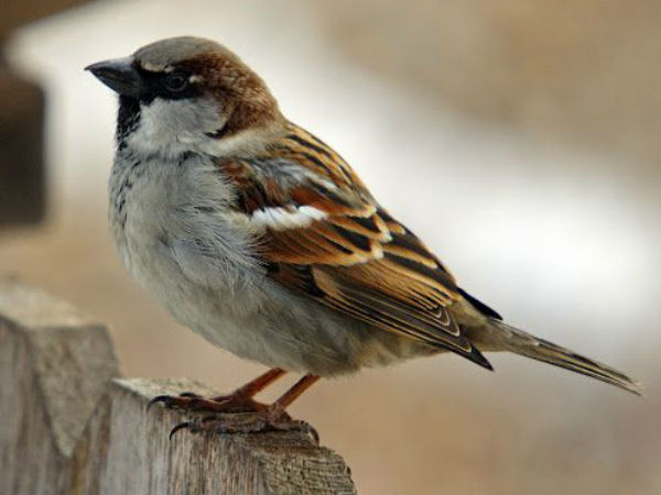 சிட்டுக்குருவிகளுக்கு அடைக்கலம் 