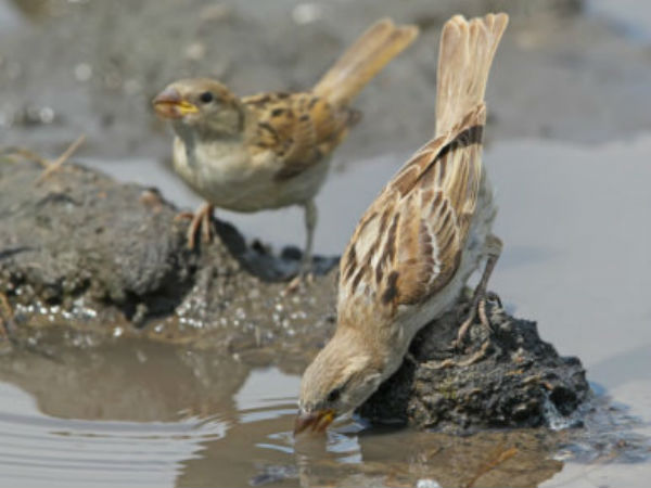 மாயமான சிட்டுக்குருவிகள் 