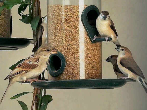 செல்லப்பறவை 