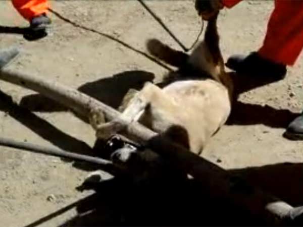 நாய் அரசியல் 