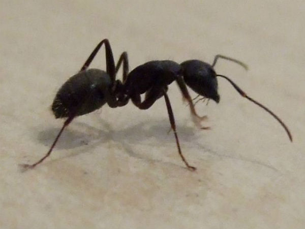 Kerala Woman Dies In Saudi Arabia After Poisonous Ant Bite Kerala Woman Dies In Saudi Arabia After Poisonous Ant Bite