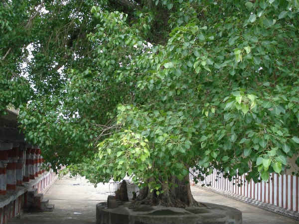 கருப்பை கோளாறு