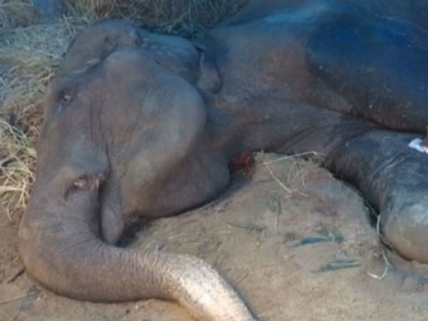 Madras HC grants permission to euthanise Salem temple elephant Rajeswari Madras HC grants permission to euthanise Salem temple elephant Rajeswari