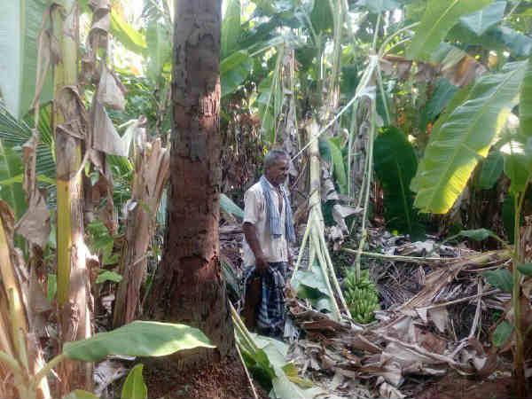 Elephants damaged the trees near Vadagarai Elephants damaged the trees near Vadagarai