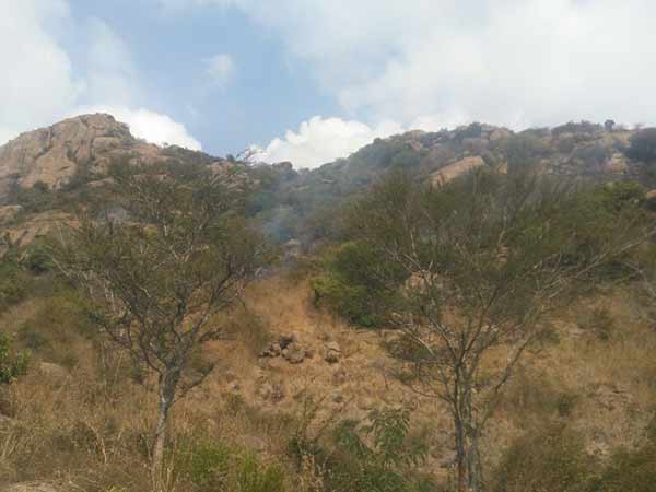 Forest fire in Parvatha mountain at Thiruvannamalai 