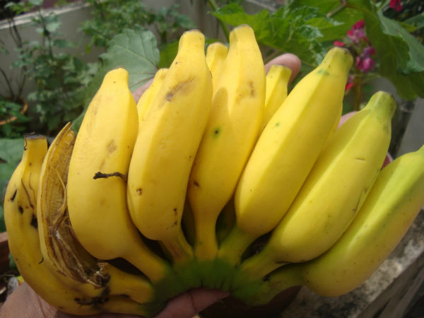 கர்நாடகாவில் வாழைப்பழம்