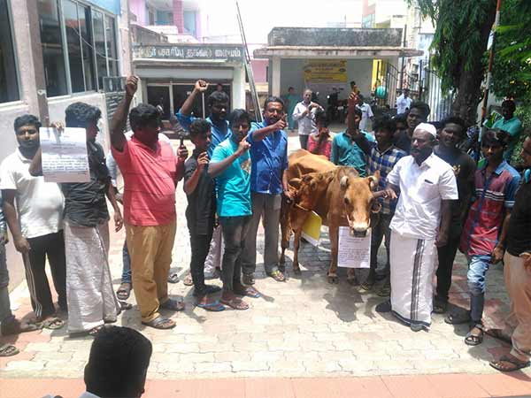 Angry people went with cows to give petition to authorities in Nellai 