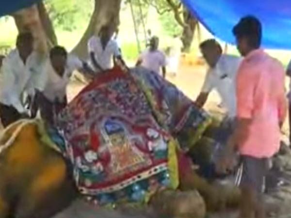 யானையால் எழும்ப முடியவில்லை 