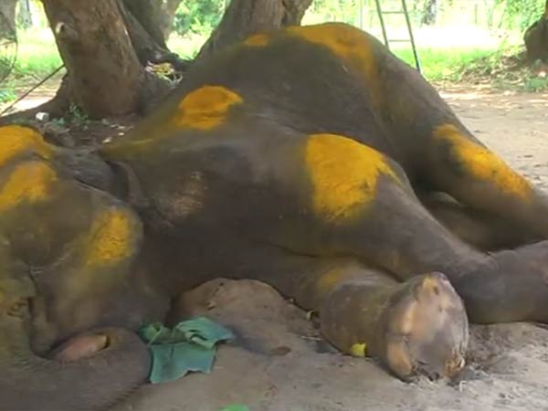 கருணை கொலைக்கு அனுமதி 