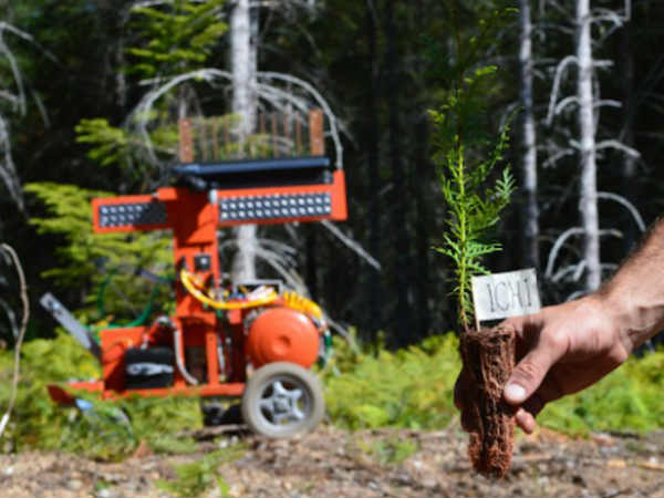 ரெடிமேட் செடி 