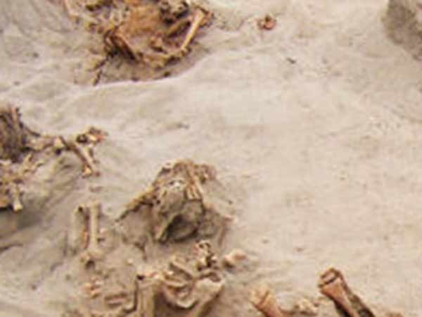 எலும்புகள்: