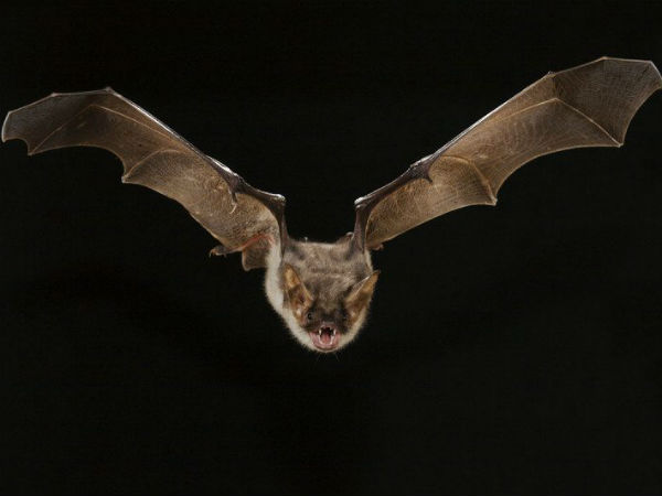 வௌவால் மூலம் பரவும் 