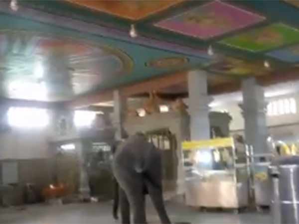 யானை அமைதியானது 