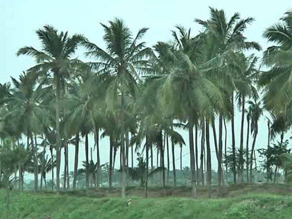 ஒரு மரம் வெட்டினால் 10 மரக்கன்று ஒரு மரம் வெட்டினால் 10 மரக்கன்று